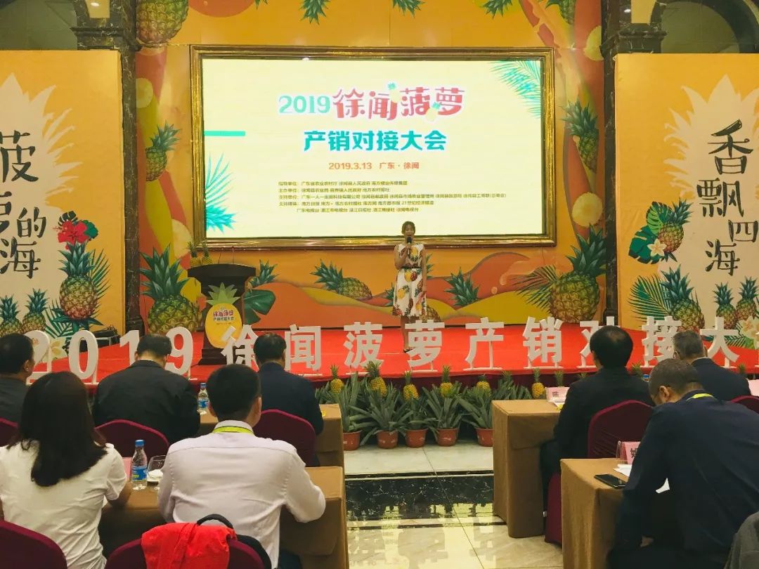 助銷2000萬斤！豐誠上品助推徐聞菠蘿香飄全國！
