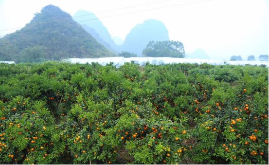豐誠(chéng)上品攜手家樂(lè)福、美食林，打造荔浦砂糖橘區(qū)域品牌！