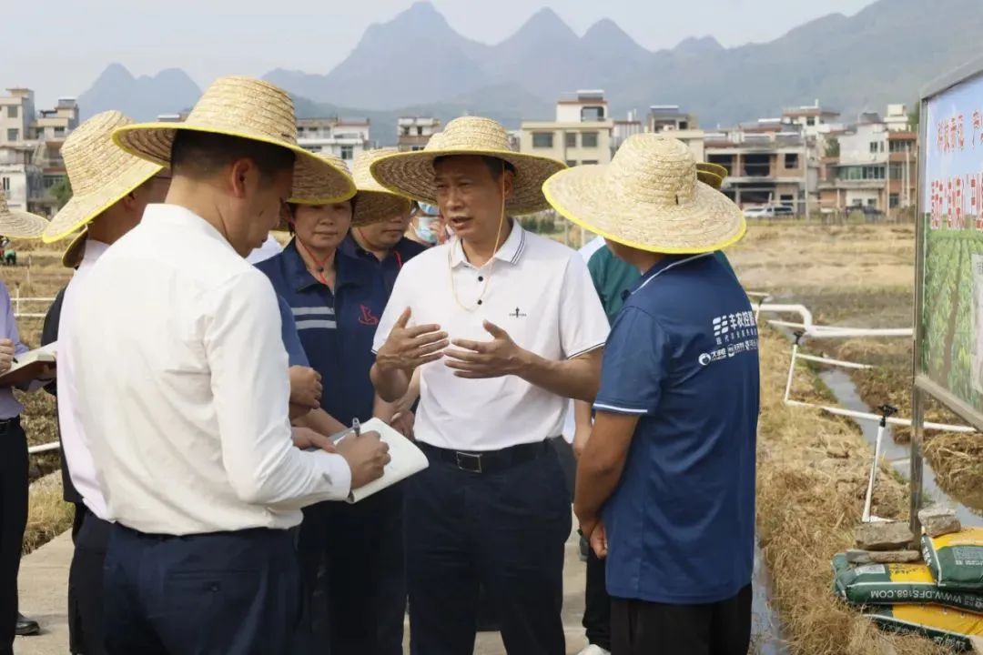 “連州菜心”示范基地開種 豐農(nóng)控股攜手宏天農(nóng)投助力清遠(yuǎn)“百億產(chǎn)業(yè)”