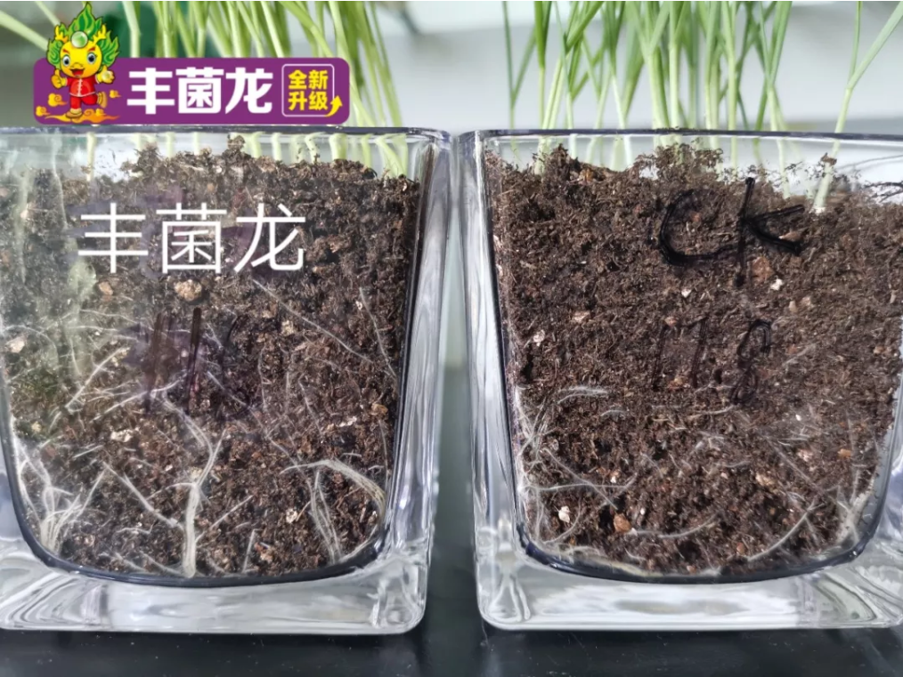 1579081917514637.png 植保會5.png